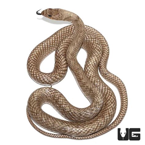 coachwhip snake for sale